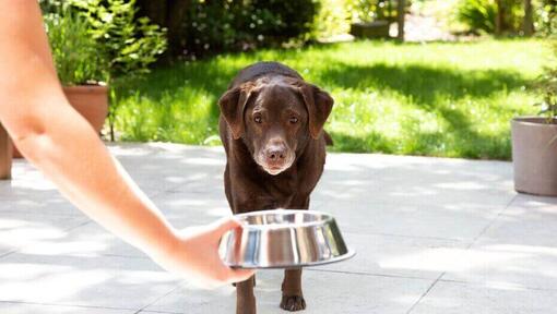 Vegetarian Vegan Dog Food Read Before You Feed Purina